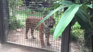Tiger mating call
