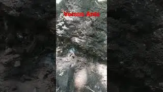 What habitat do Ants live in...