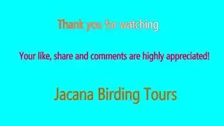 Yellow billed stork by Jean Baptiste amazing birds rwanda 2020