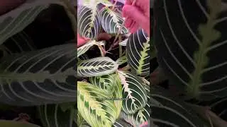 How I care for my lemon lime maranta #maranta #plantcare #prayerplants #plantlovers ￼#loveplants
