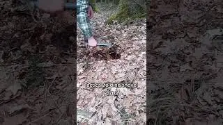 Tactical shovel test #test #czeckthisout #hiking #bushcraft #shovel  