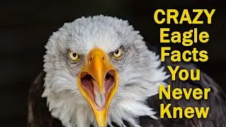14 Amazing Facts About Eagles