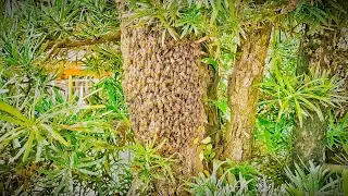 Bees Rescue 24  | apis cerana | Bees swarming on tree in front of house