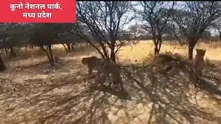 Viral video:First look at cheetahs of Namibia headed for India&rsquo;s Kuno National Park, M.P  #cheetah