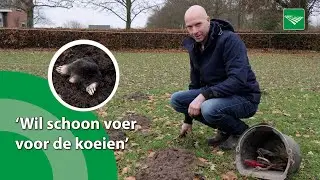 Mollen vangen met melkveehouder Reynold: 'Tijdrovende klus!'