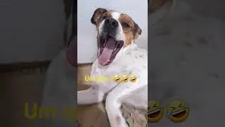 Sombra🐶🥰 Um que ?🤣🤣🤣 #cachorrosdivertidos #cachorro #deboche