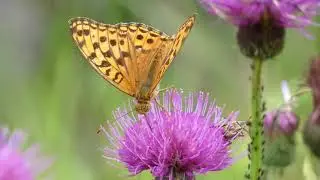 Small Copper Butterfly Meets High Brown Fritillary on Flower of Japanese Thistle