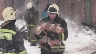 Piglets saved from fire by Russian firefighters