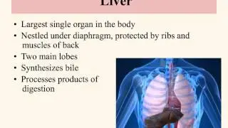 Unit 14.1 Digestive System Structure and Function