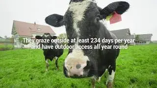 Alter Eco's Grass Fed Milk Chocolate