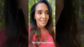 My Lost Cat Came Back - using visualization to lead him home.   #lostcat #manifestation