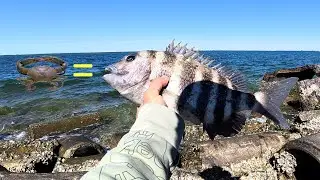 Secret on How and Where to Catch Crab For Sheepshead Fishing!!