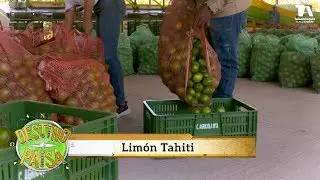 Destino Paisa, Lim&oacute;n Tahiti de Uramita - Teleantioquia