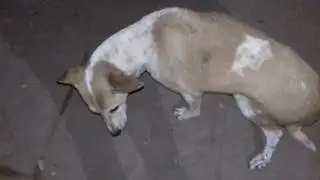The Dog Alertness experiment on out door