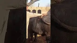 Bison's Blissful Bath Time