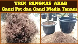Trik Pangkas Akar Dan Ganti media Tanam Tabulampot || tips Komposisi Media Tanam yang Baik