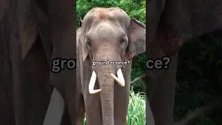 Did you know an elephant cannot lift all four feet off the ground at once? #shorts #facts