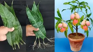 How to grow mango trees from mango leaves with 100% success