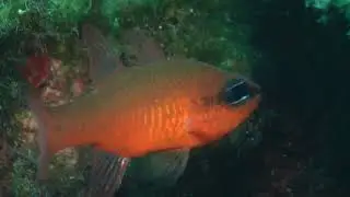 Stareso plong&eacute;e du port 8 11 25   SD 480&nbsp;p