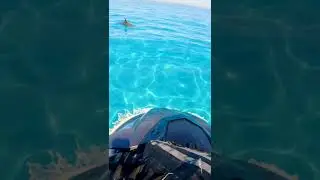 Wild Dolphin Eats Deadly Sea Snake #shorts