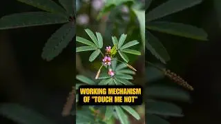 Working Mechanism of 