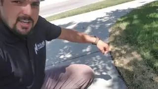 How to keep your new SOD from DYING