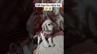 #shorts #funny #labrador #dog