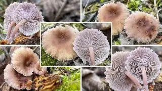 Violettbl&auml;ttriges / Lilabl&auml;ttriges Tausendblatt / Winterr&uuml;bling | Baeospora myriadophylla