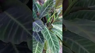 Lombok has. Beautiful leaf calathea zebrina #nature #plant #marantaceae