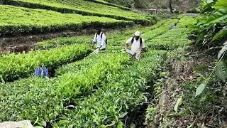 Mini tea harvester