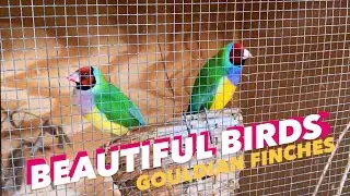 BEAUTIFUL GOULDIAN FINCHES! Just had a birdcage clean refresh #petbird #gouldianfinch #gardening 