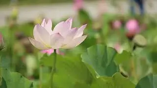 Spring Ambience - The Most Beautiful Spring Flowers Collection, Relaxing Sound of Nature