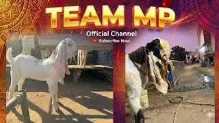 Manihar Goat Farm Ahmedabad Team MP Visit 