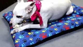 Rawhide Bone Chews for dogs