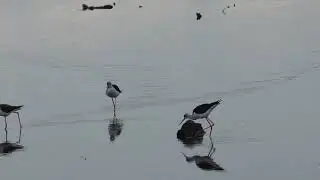 Black winged Stilts displaying to and mounting inanimate objects