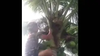 Man on coconut tree funny bit