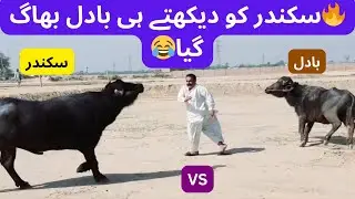 Buffalo fight Sikandar 🔥 VS Badal in Dera Ghazi Khan | Pakistani animal videos
