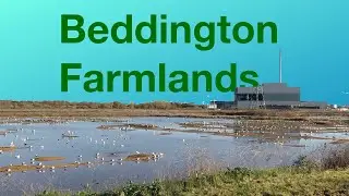 Beddington Farmlands