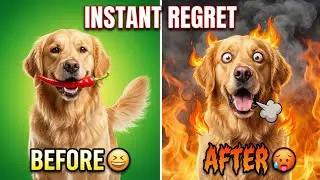 Curious Pets Make a Huge Mistake. 🌶️ (Best Animal Fails)