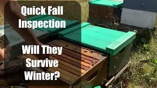 🐝🕵️Honeybee Fall inspections in Harnett County, NC #beekeeping #ncbeekeeping