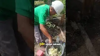 Pupuk POC dari Batang/Gedebog pisang Kaya nutrisi #petanicabai #pertanian #pupukorganik #pupukcair 