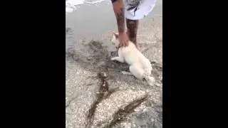Shiba Inu Doesn't Like the Water