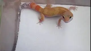 Super Hypo Tangerine Carrot Tail Baldy (66% poss het RAPTOR), inc. male 