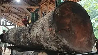 AMAZING SAWING SKILLS || Cutting the most extreme and ancient giant trees using simple techniques