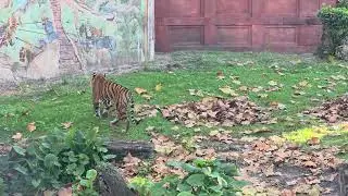 Walt Disney World: Tiger at Animal Kingdom strolling about #1 DEC 11, 2024