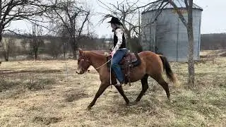 WRH Double Play 2023 AQHA Mare 