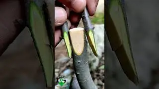 Easy grafting techniques #bushcraft #grafting #plants