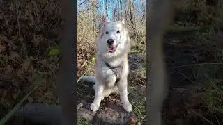 Abbys epischer Spaziergang #husky #walking #aesthetic