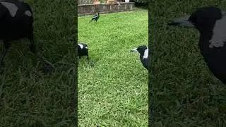 Beautiful Magpie Family Eating out #magpie #australia #backyardbirds #birdsounds #cutebirds