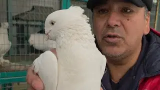 Андижон кабутар бозор Боги Шамол